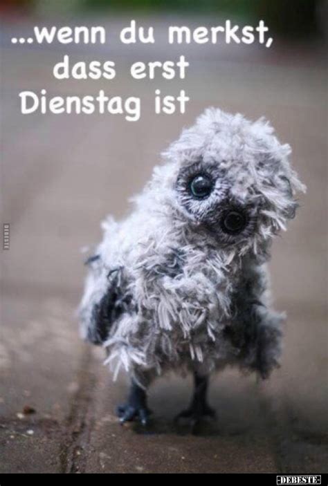 lustige bilder zum dienstag|More.